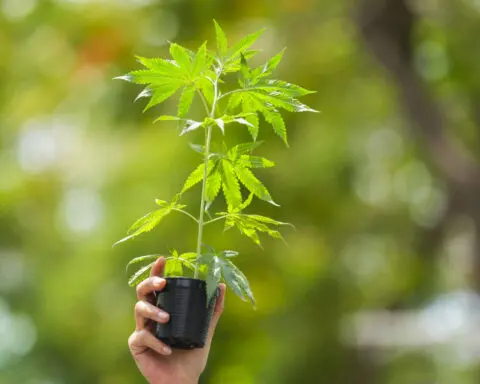 Cannabis advocates in Thailand protest a proposal to ban again its general use