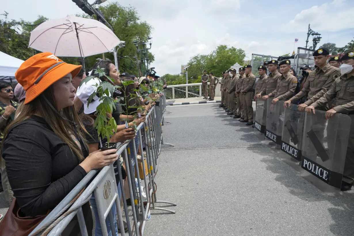 Cannabis advocates in Thailand protest a proposal to ban again its general use