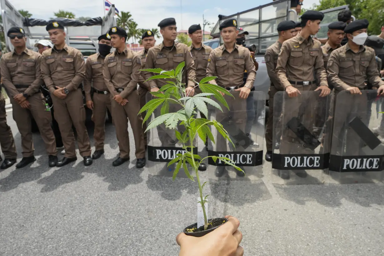 Cannabis advocates in Thailand protest a proposal to ban again its general use