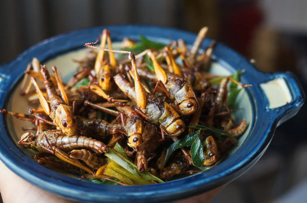 Silkworm satay? Singapore approves insects as food