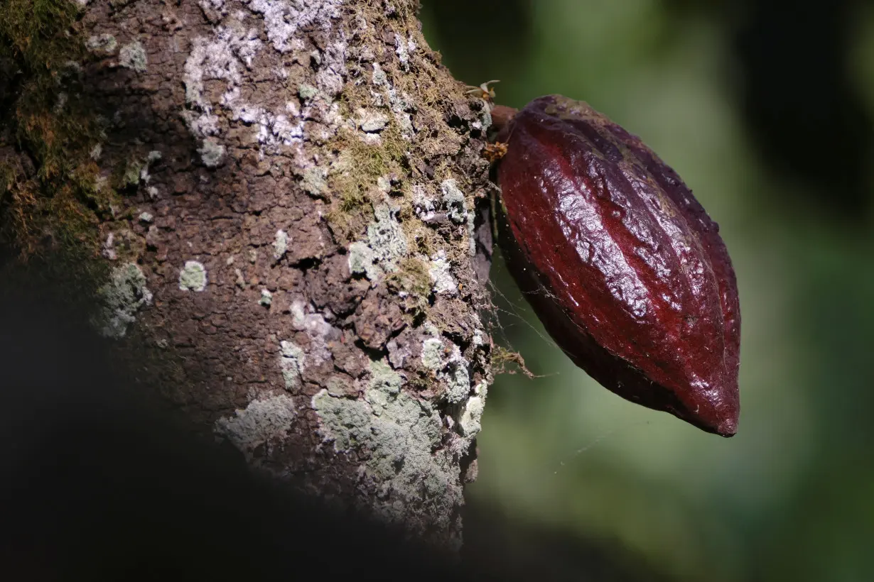 The Wider Image: Chocolate prices to keep rising as West Africa's cocoa crisis deepens