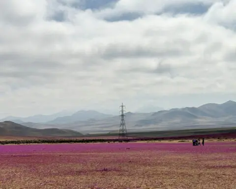The driest desert on the planet is in bloom