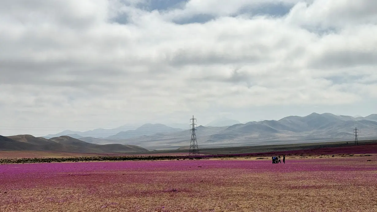 The desert blooms every couple of years when rainfall and temperatures are the right levels to awaken the dormant seeds.