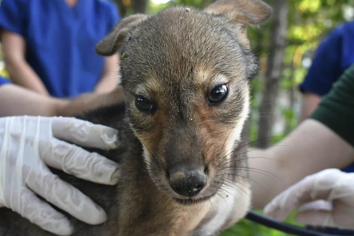 Endangered Wolf Pups