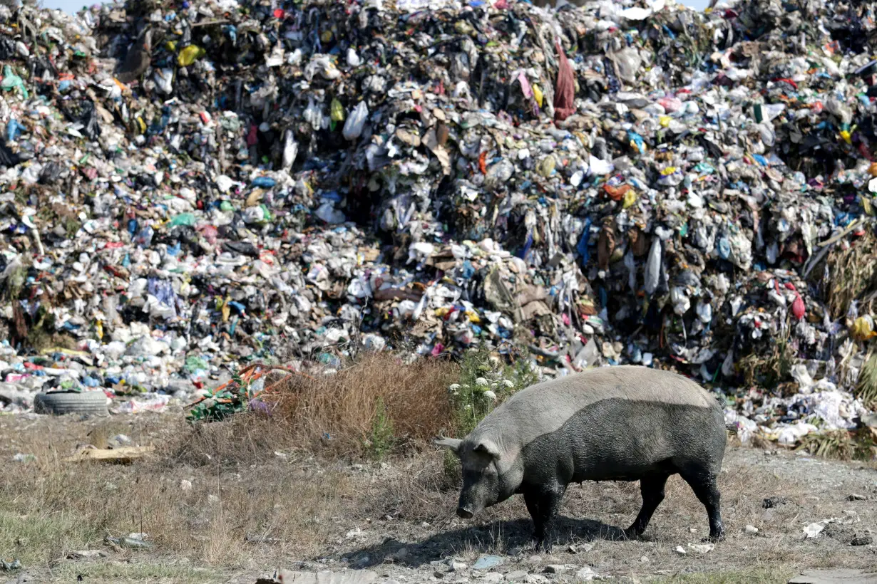 Pig is pictured in front of a pile of rubbish at a landfill of Porto Romano in Durres