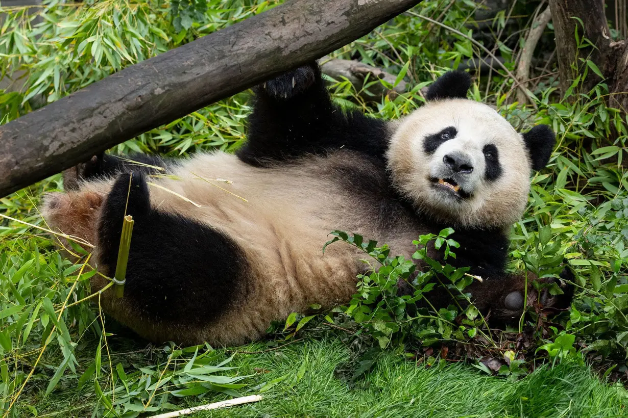 San Diego Zoo shares first look at new giant pandas following their arrival in US