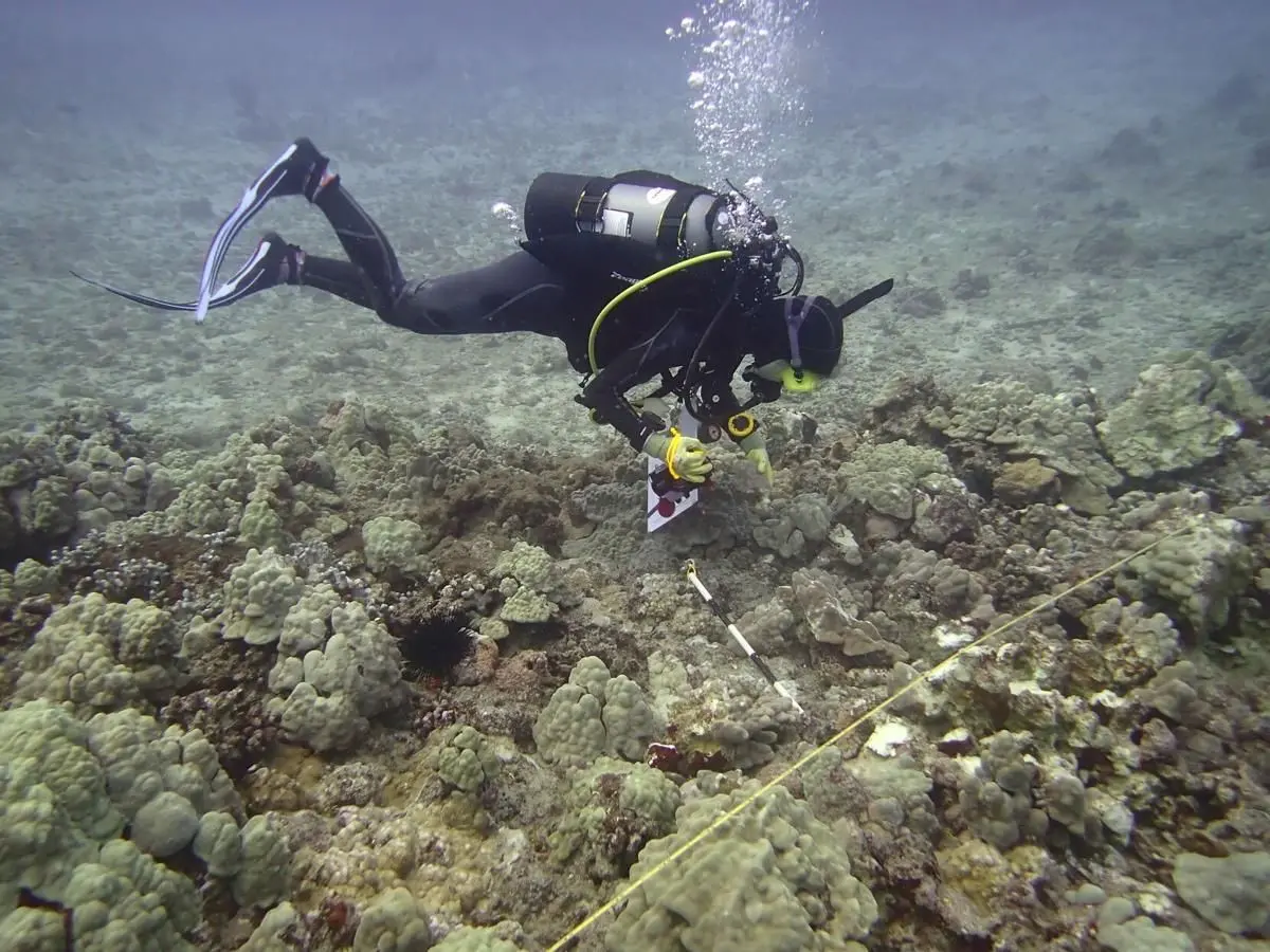 Investigation underway following Kewalo Basin reef damage caused by boat anchor