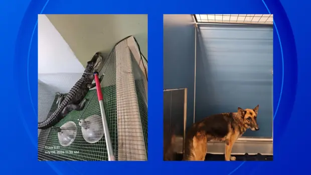 Police find pet alligator inside home amid wellness check