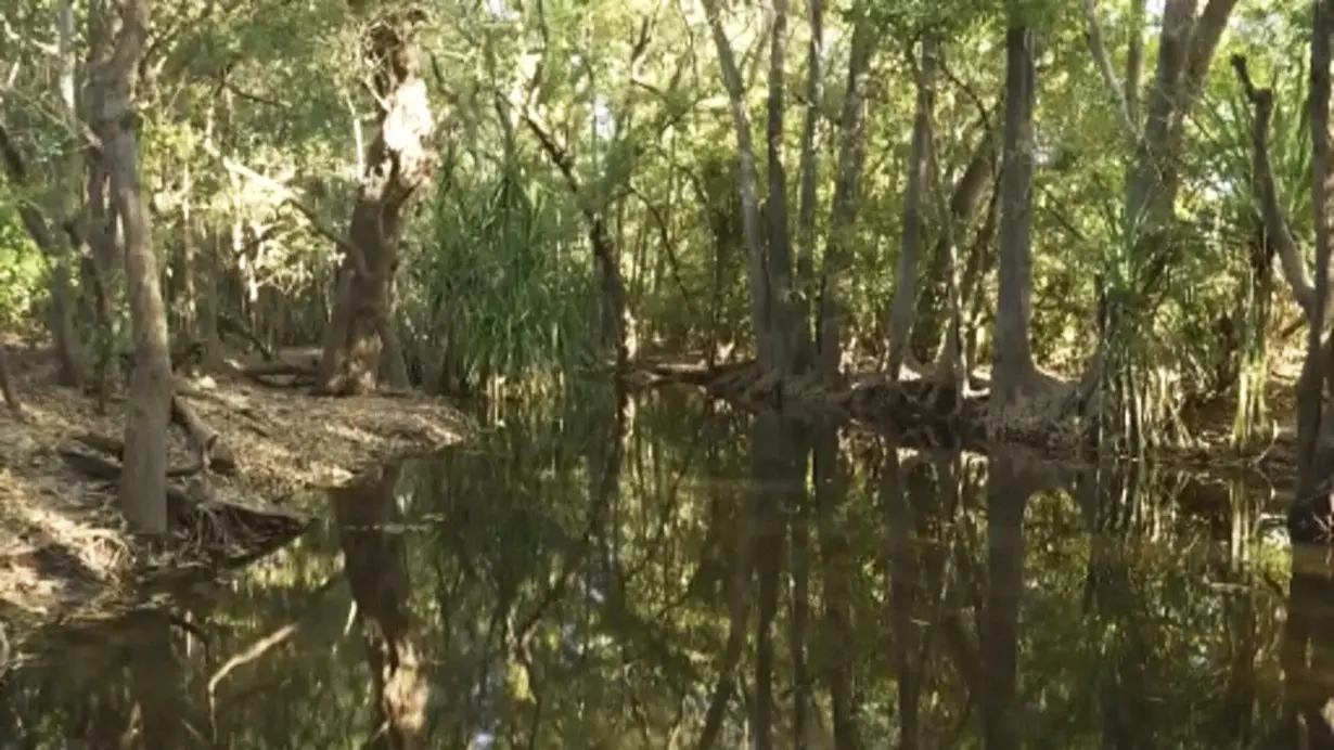 Australia Crocodile Numbers