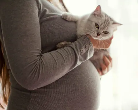 Toxoplasma is a common parasite that causes birth defects – but the US doesn’t screen for it during pregnancy