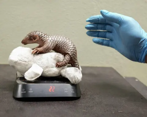 A second critically endangered Chinese pangolin is born in the Prague zoo in less than 2 years
