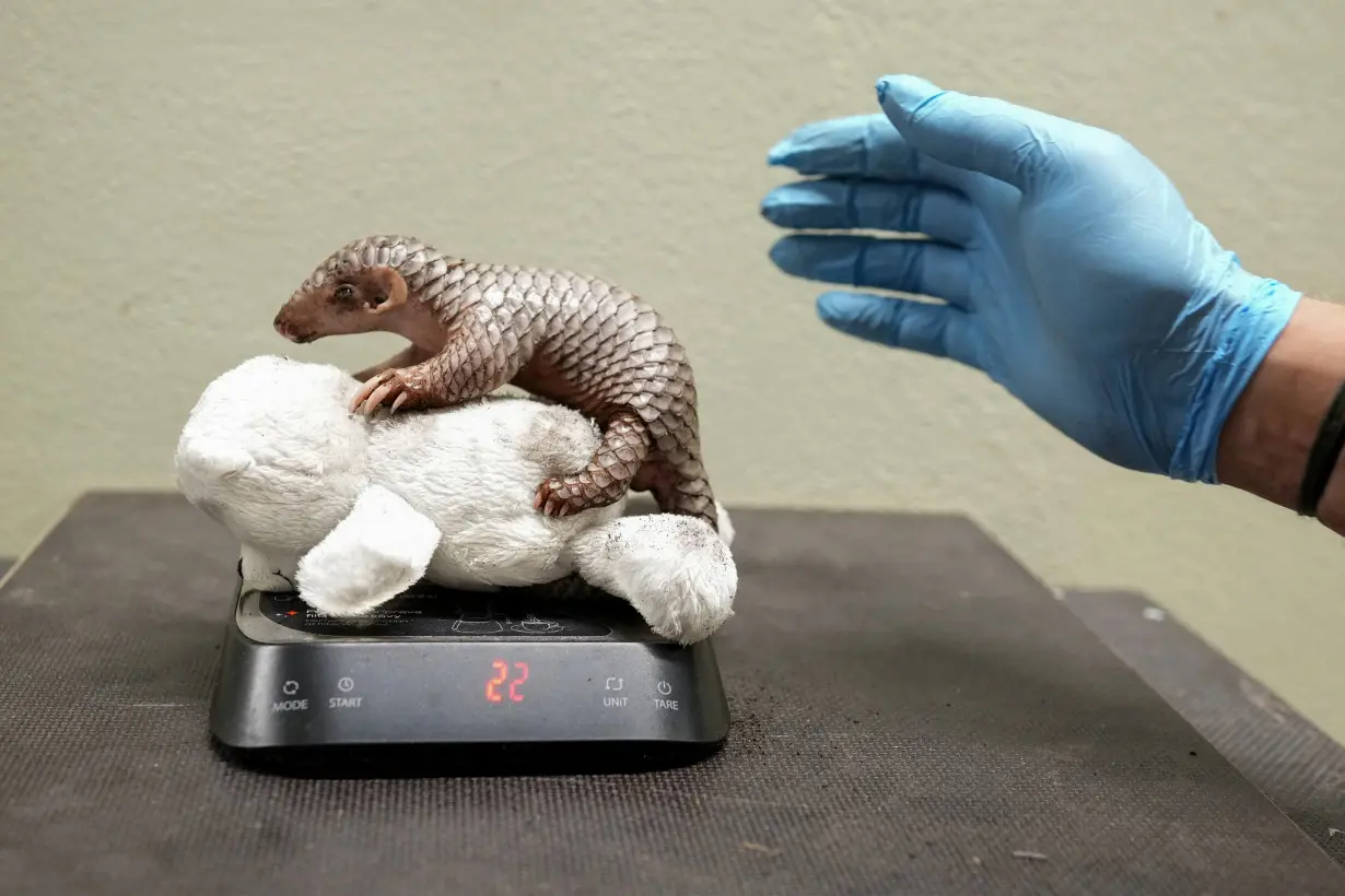 APTOPIX Czech Republic Baby Pangolin