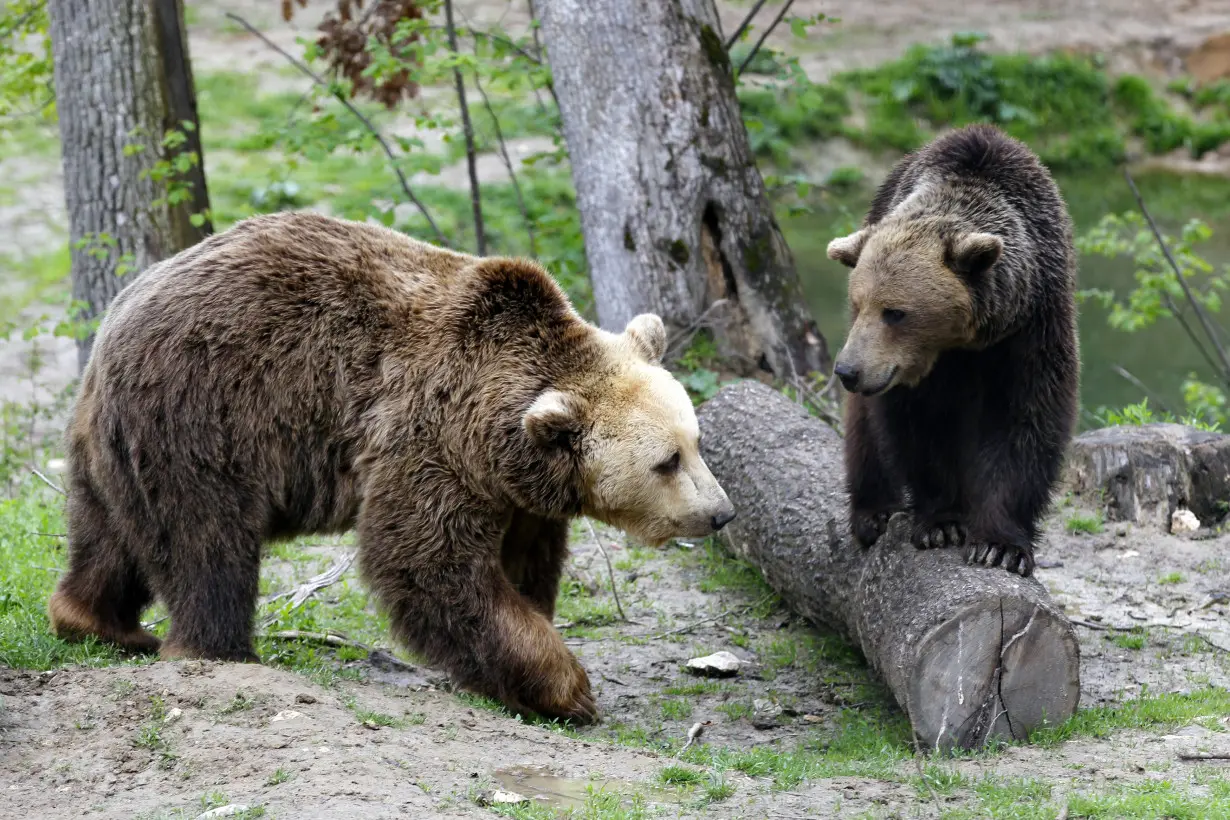 Brown bears interact inside an enclosure at 