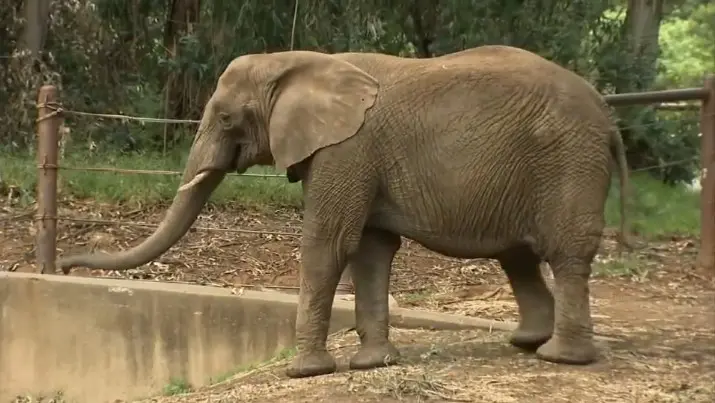 Last remaining African elephant moving to be reunited with old companion