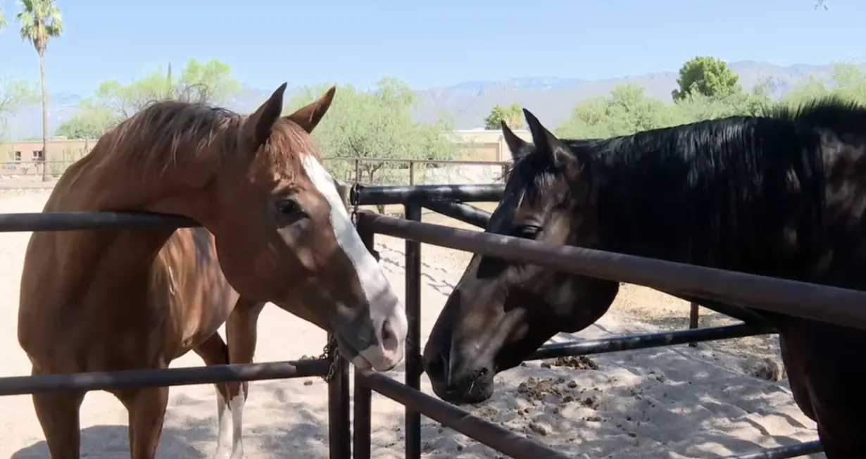 Horse dies of high stress levels from fireworks