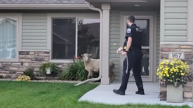 Video shows sheep on the lam eluding police officers