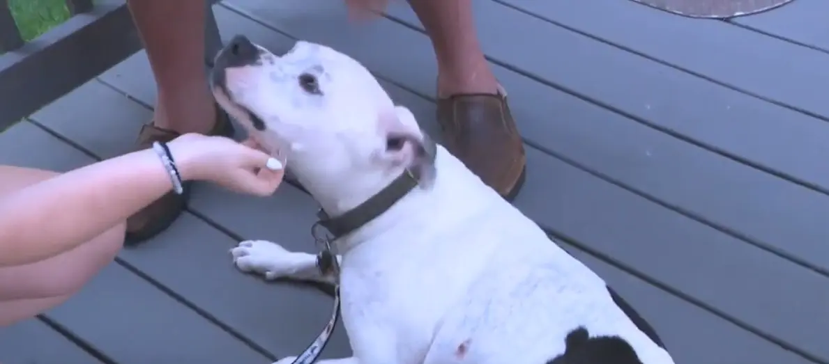 Dog saves 86-year-old owner after naked man attacks him outside home, family says