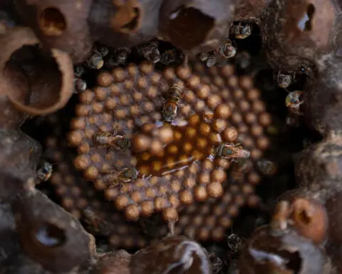 Cuban beekeeper produces sweet honey of stingless bees