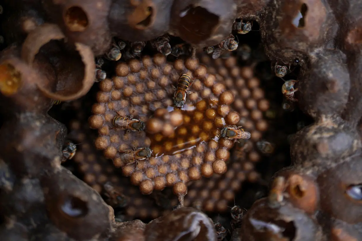 Beekeeping is the new stage for a Cuban dancer in Havana