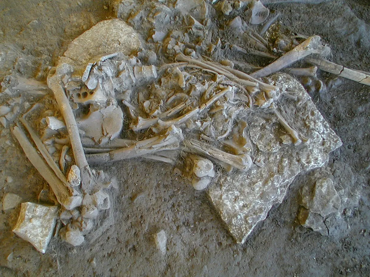 Undated handout image of one of the complete skeletons found in the Fraelsegarden passage grave, in Falbygden