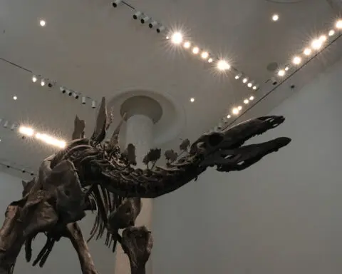 A stegosaurus nicknamed Apex will be auctioned in New York. Its remains show signs of arthritis
