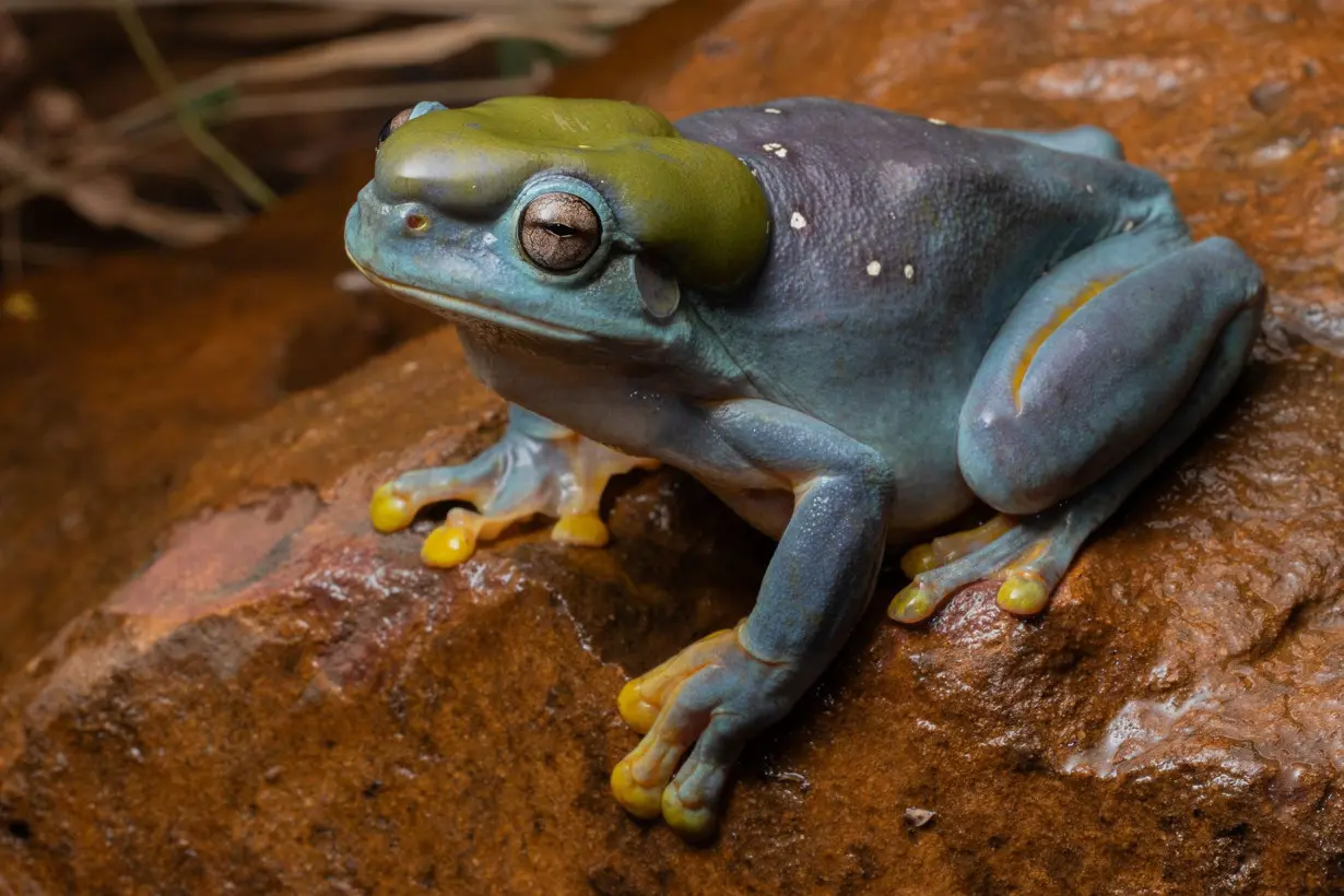 Rare genetic mutation turns green frog blue