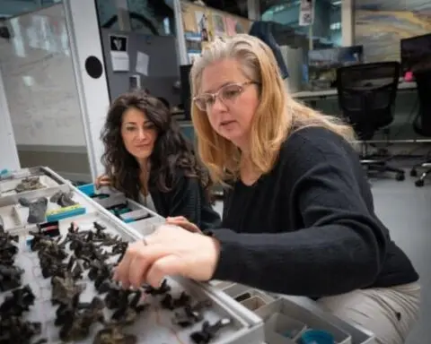 New burrowing species of dinosaur unearthed by paleontologists