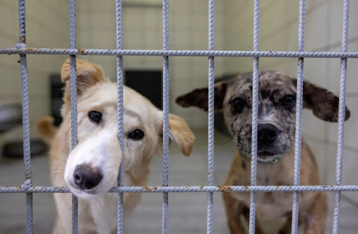 FILE PHOTO: Stray dogs look out from behind bars as they are under treatment at Istanbul municipality's animal rehabilitation centre in Istanbul