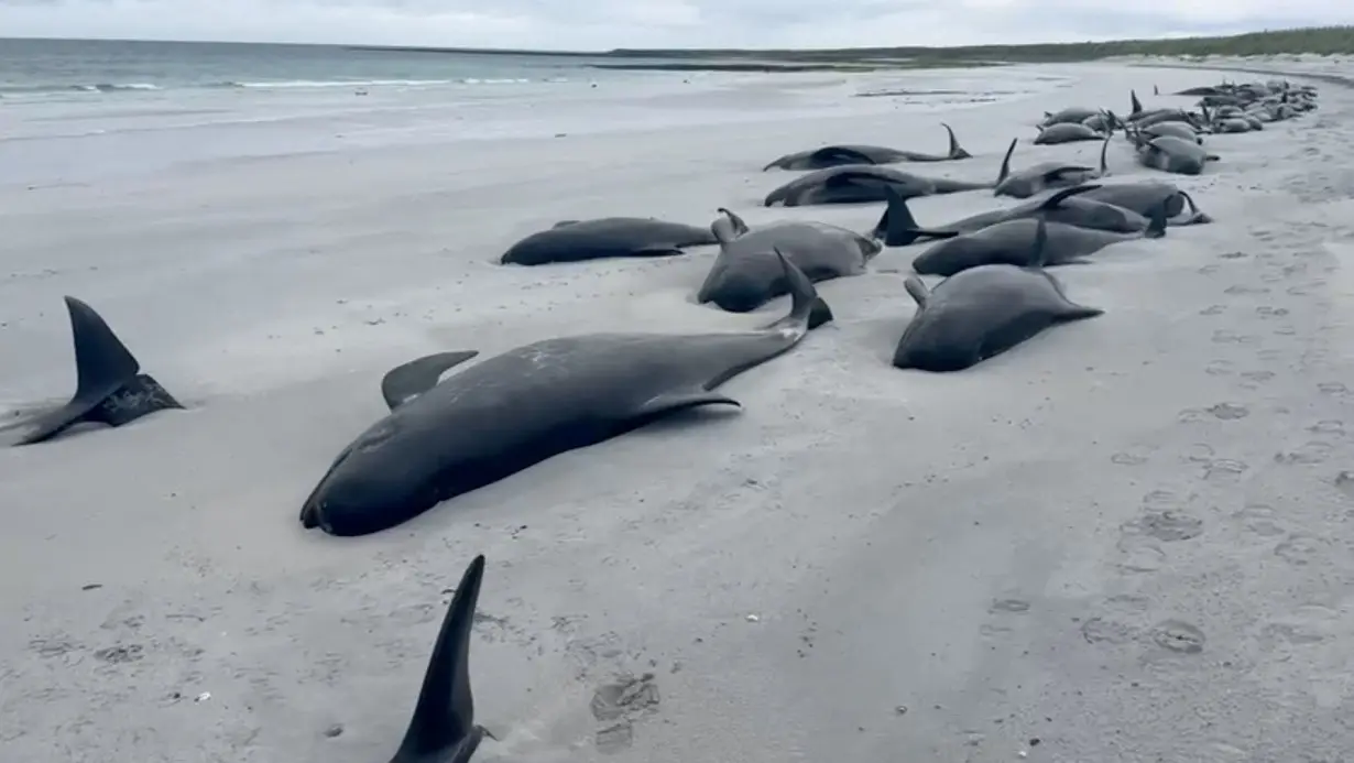 Pilot whales die in mass stranding, in Orkney, Scotland