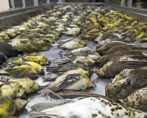 Chicago exhibition center modifying windows to prevent bird strikes after massive kill last year