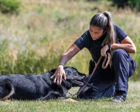 America’s front line against fentanyl is a Golden Retriever named Goose