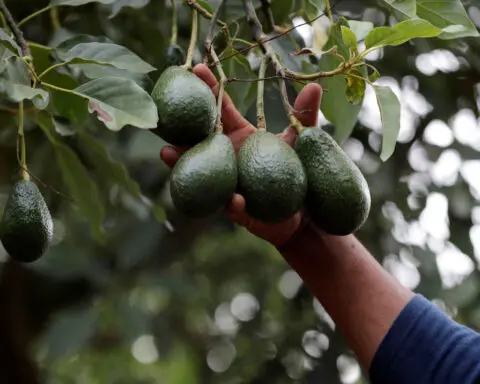 As cartels take a stake in ‘green gold,’ US and Mexico rethink how avocados reach American kitchens