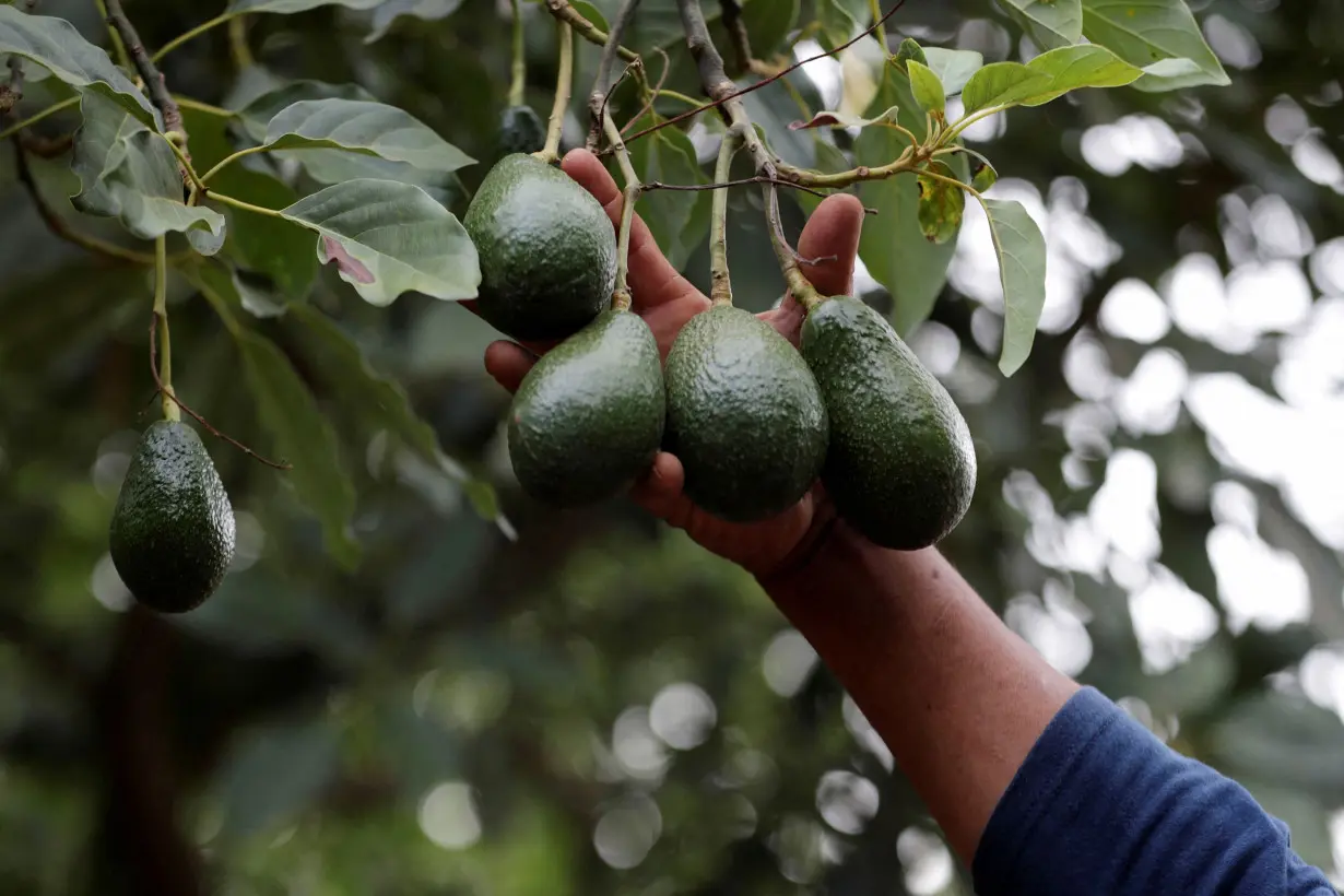 Avocados hang from a tree at a plantation in Tingambato, Michoacan state, Mexico, on June 18.