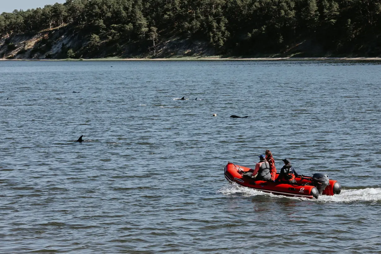 Cape Cod mass stranding of more than 140 dolphins confirmed to be largest in US history