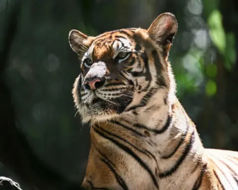 Malayan tiger teeters on ‘brink of extinction’ as spate of deaths sparks alarm