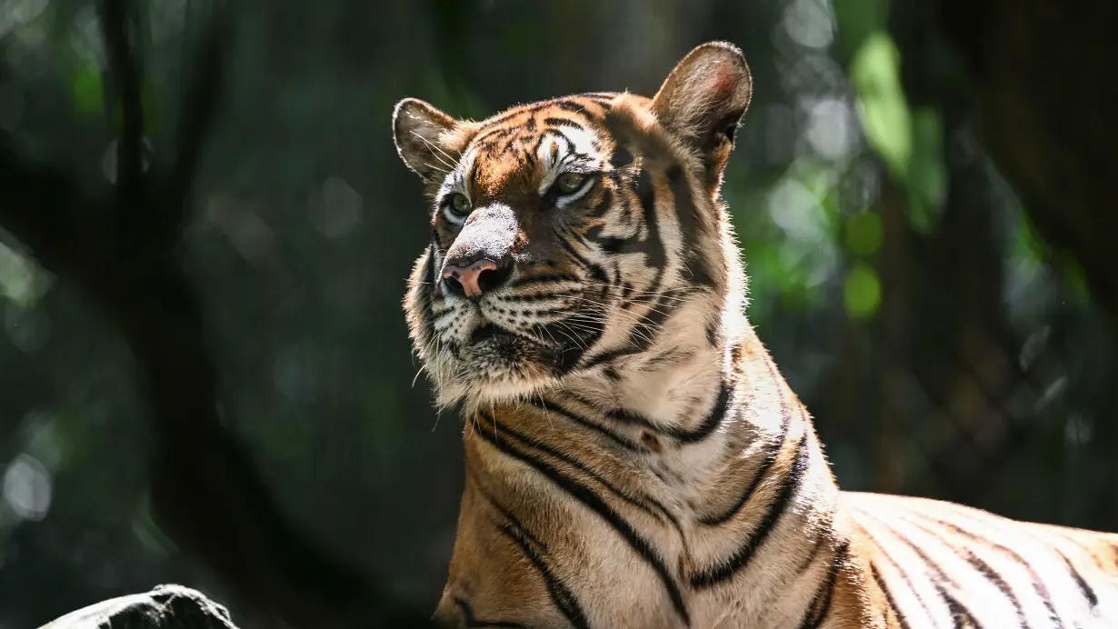 Malayan tiger teeters on 'brink of extinction' as spate of deaths sparks alarm