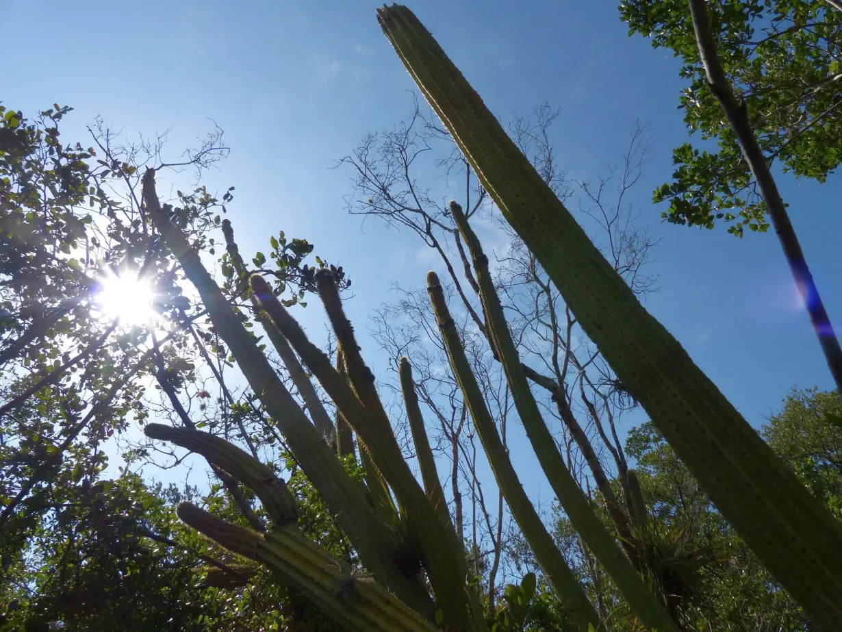 Rising seas wiped out an entire US species for the first time. Scientists say it's a sign of things to come