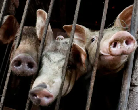 African swine fever outbreaks spreading in Vietnam, government says