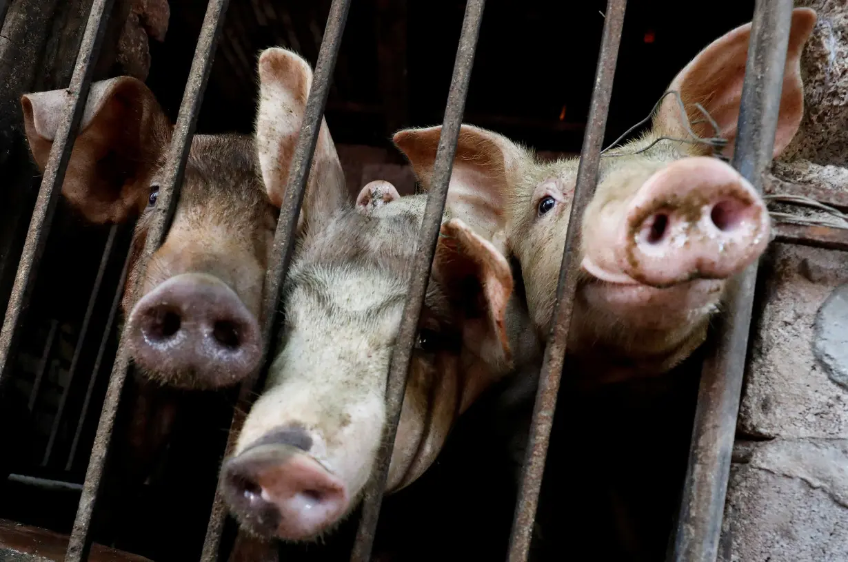 Pigs are seen at a farm outside Hanoi