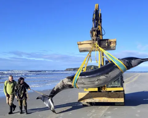 World’s rarest whale may have washed up on New Zealand beach, possibly shedding clues on species