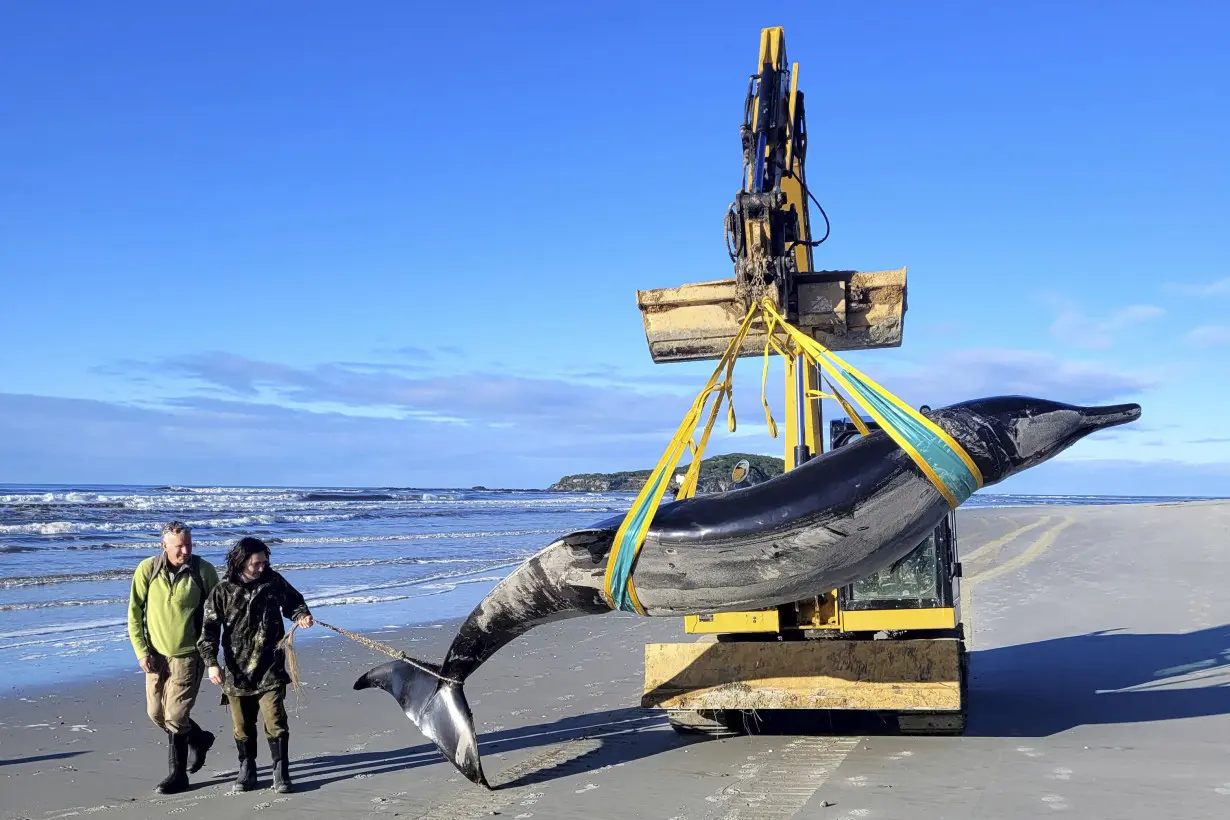 New Zealand Whale