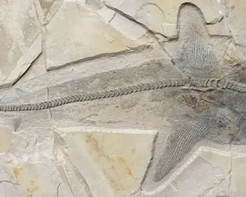 Fossil of an ancient shark that swam in the age of dinosaurs solves centuries-long mystery