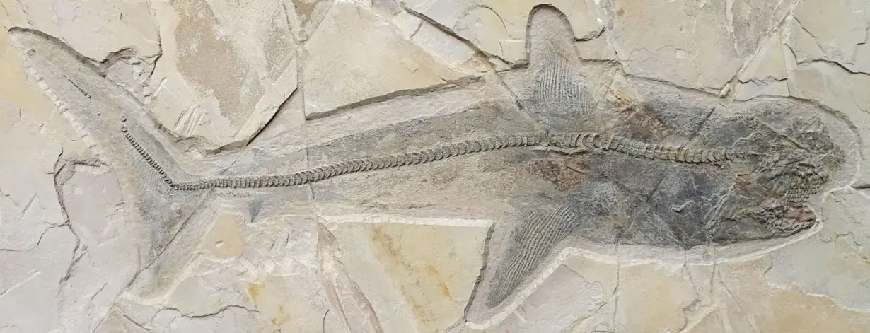 A fossil revealing the complete side view of the ancient shark Ptychodus, with almost all skeletal elements, was uncovered in Mexico.