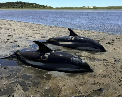 Cape Cod's fishhook topography makes it a global hotspot for mass strandings by dolphins