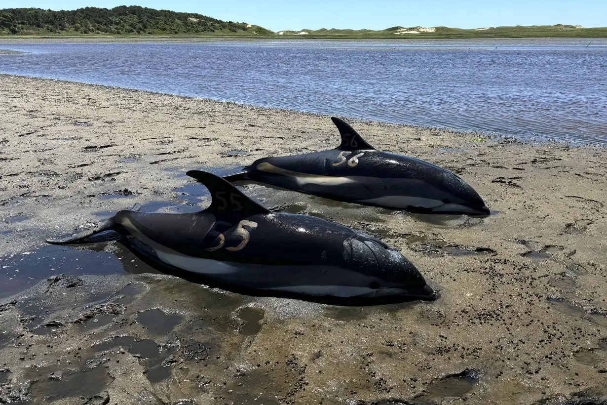 Stranded Dolphins