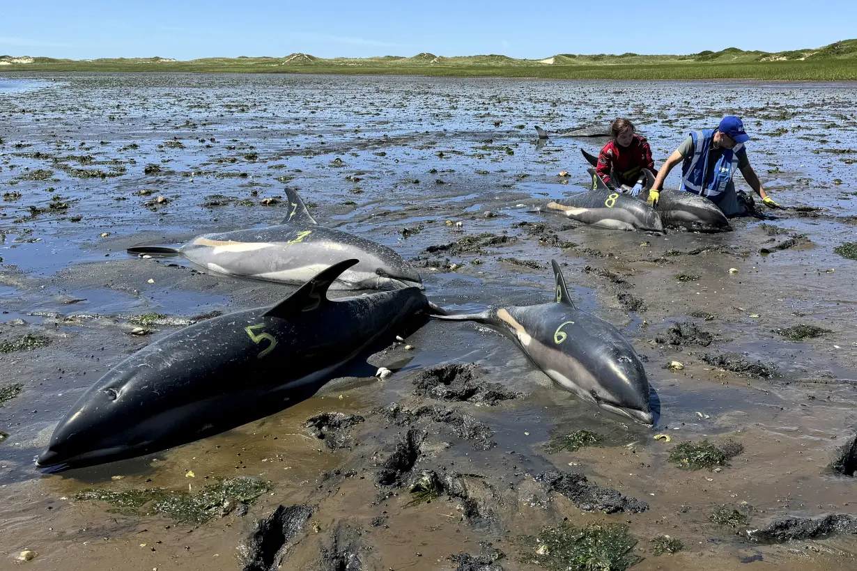 Cape Cod's fishhook topography makes it a global hotspot for mass strandings by dolphins