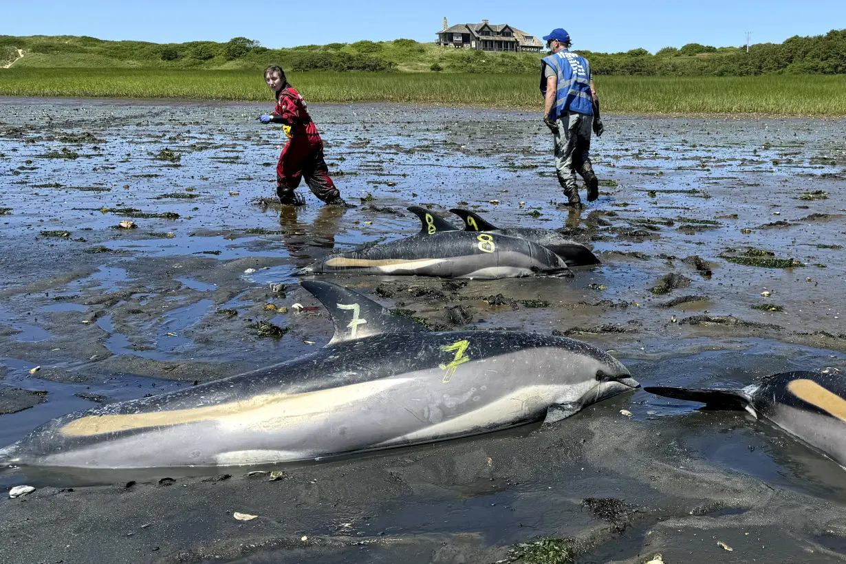 Cape Cod's fishhook topography makes it a global hotspot for mass strandings by dolphins