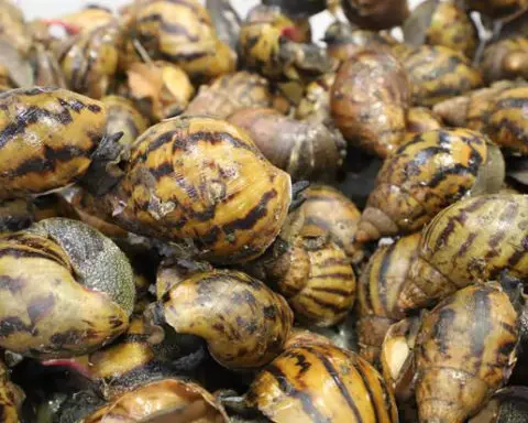 90 giant African land snails intercepted at airport after agents notice strange smell