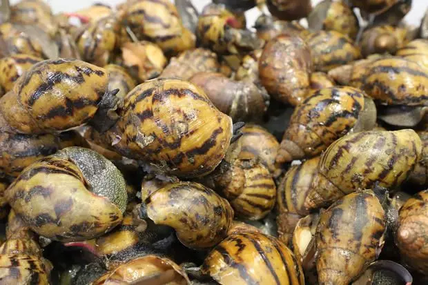 90 giant African land snails intercepted at airport after agents notice strange smell