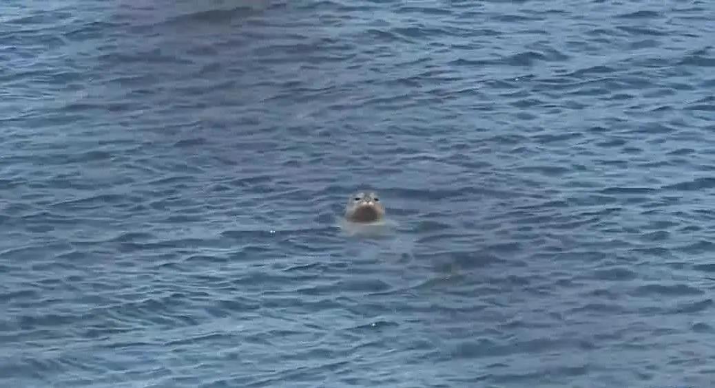 Seals bitten due to shark activity prompts swim advisory in Pacific Grove